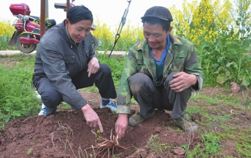 忠縣返鄉(xiāng)創(chuàng)業(yè)者黃會(huì)平帶領(lǐng)貧困戶(hù)種中藥材