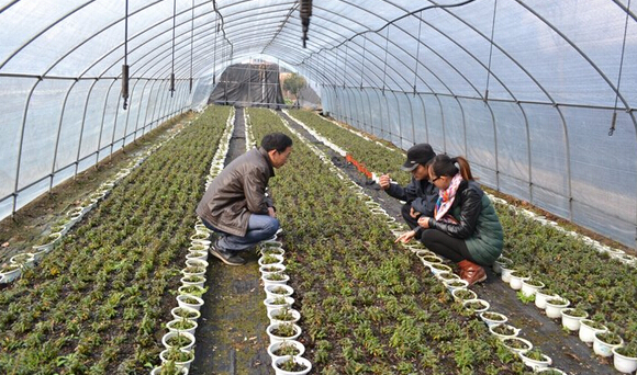 甘肅中藥材種植面積和產量均居全國第一