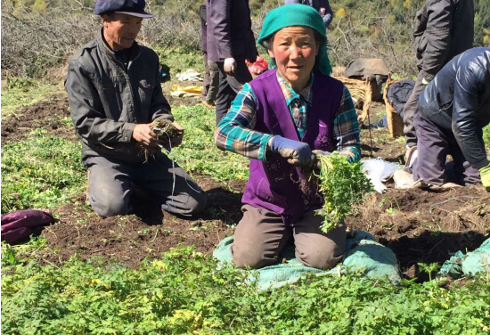 不安全中藥材反“致病” 無限極中草藥科學(xué)種植守護(hù)凈土