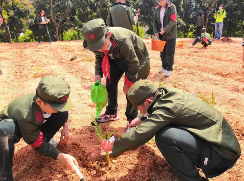 勞動實踐：種植萱草