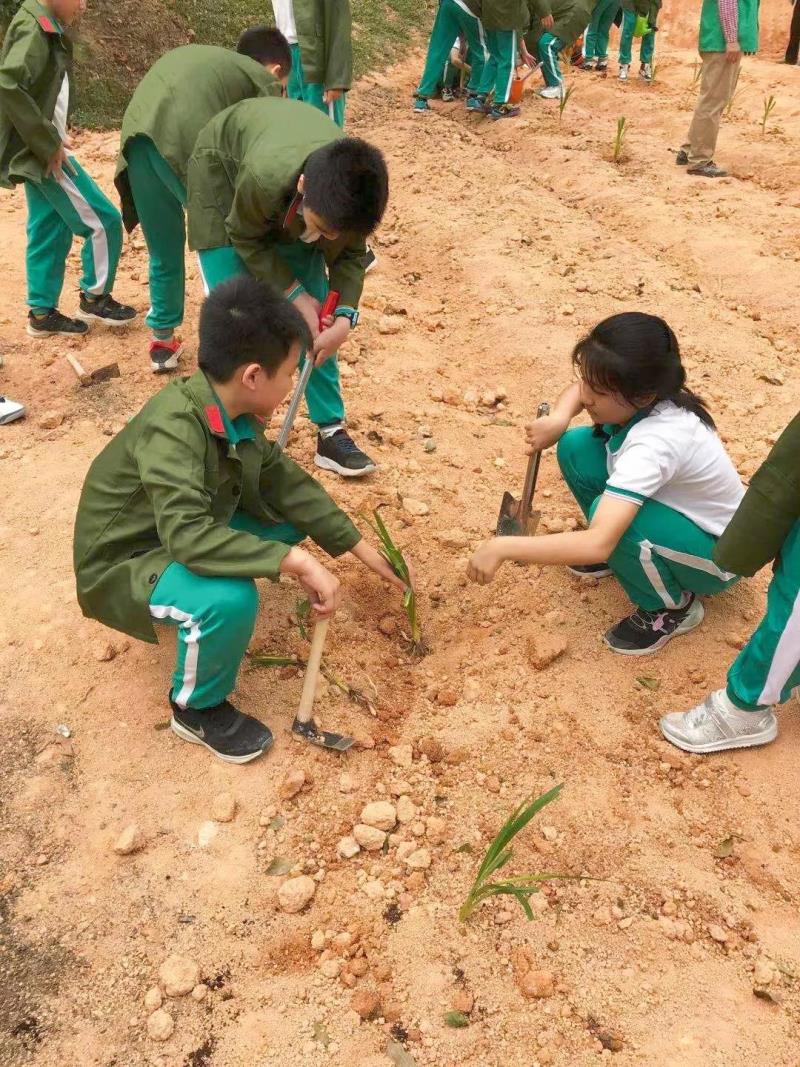 勞動實踐：種植藥苗