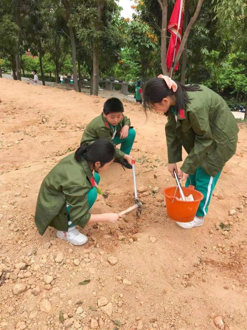 勞動實踐：種植藥苗